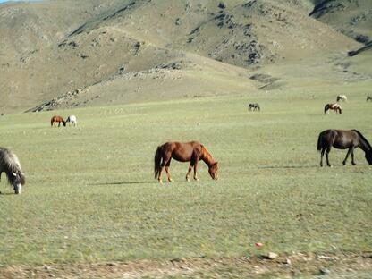 Trip to Hustai National Park